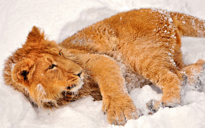 lion_in_the_snow.jpg