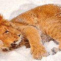 LION IN THE SNOW