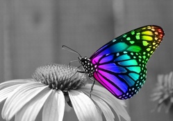 Rainbow Butterfly!