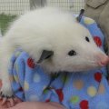 pet oppossum
