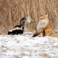 skunk vs fox