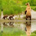 Cute bear family