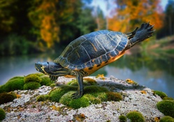 Turtle acrobat