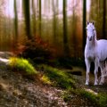 Horse in a Forest