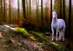 Horse in a Forest