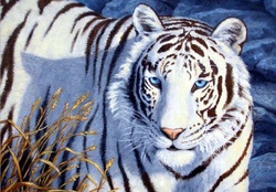 Blue_Eyed Tiger
