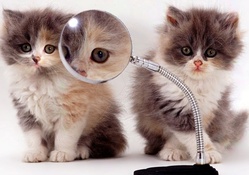 Kittens and magnifying glass