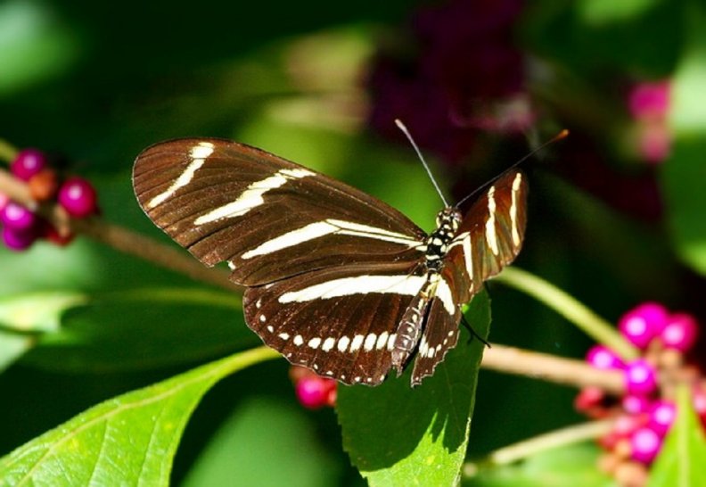 zebra_longwing_butterfly.jpg