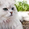 Persian Cat In Garden