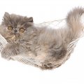 Persian kitten in a hammock