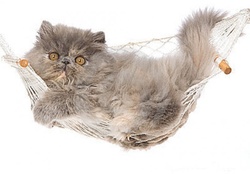 Persian kitten in a hammock