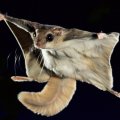 flying squirrel in flight