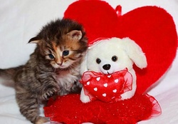 Valentine kitty