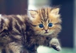 cute funny kitten