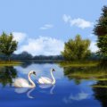 SWAN LAKE WITH REAL SWANS