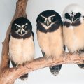 *** Owls ***