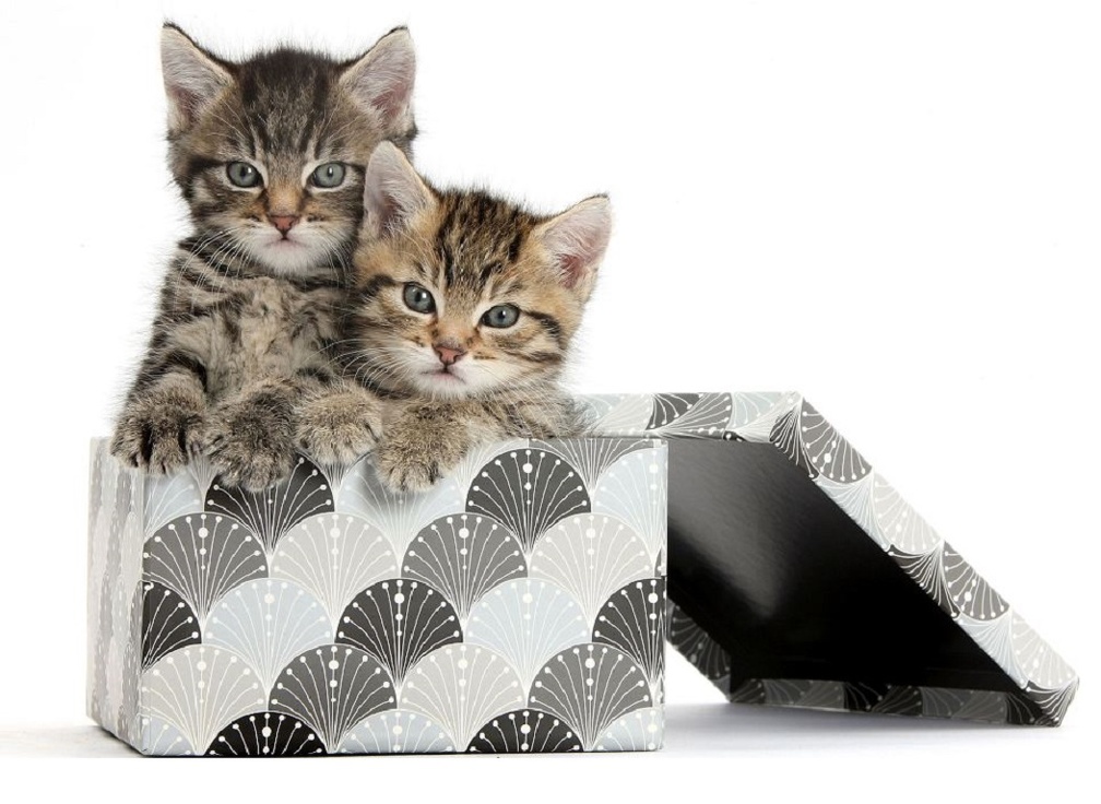 cute kittens in a box