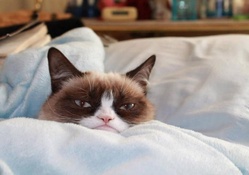 Grumpy in bed