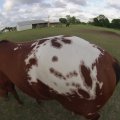Horse Back GoPro Hero 3 Snap