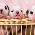 Bulldog Puppies in Basket