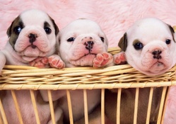 Bulldog Puppies in Basket