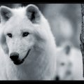 Beautiful framed White Wolves