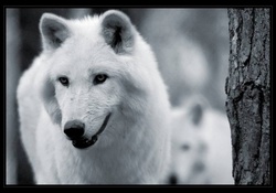 Beautiful framed White Wolves