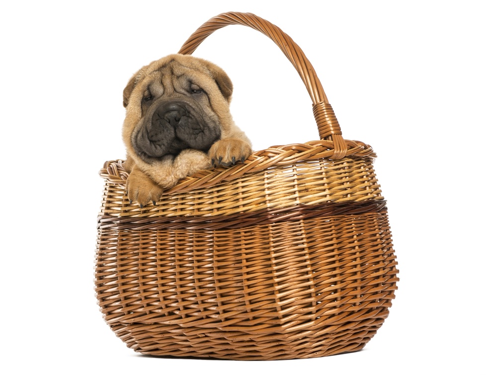 * Dog in basket *