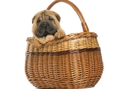 * Dog in basket *