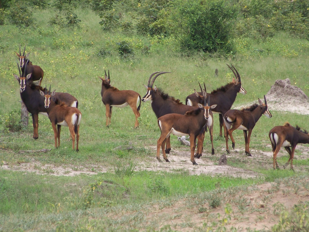 sable antelope (Hippotragus niger)