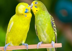 Two Budgies In Love