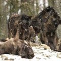 Pack of Black Wolves