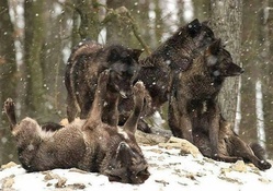 Pack of Black Wolves