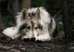 Wolf at rest