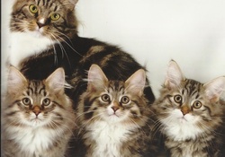 A cat family