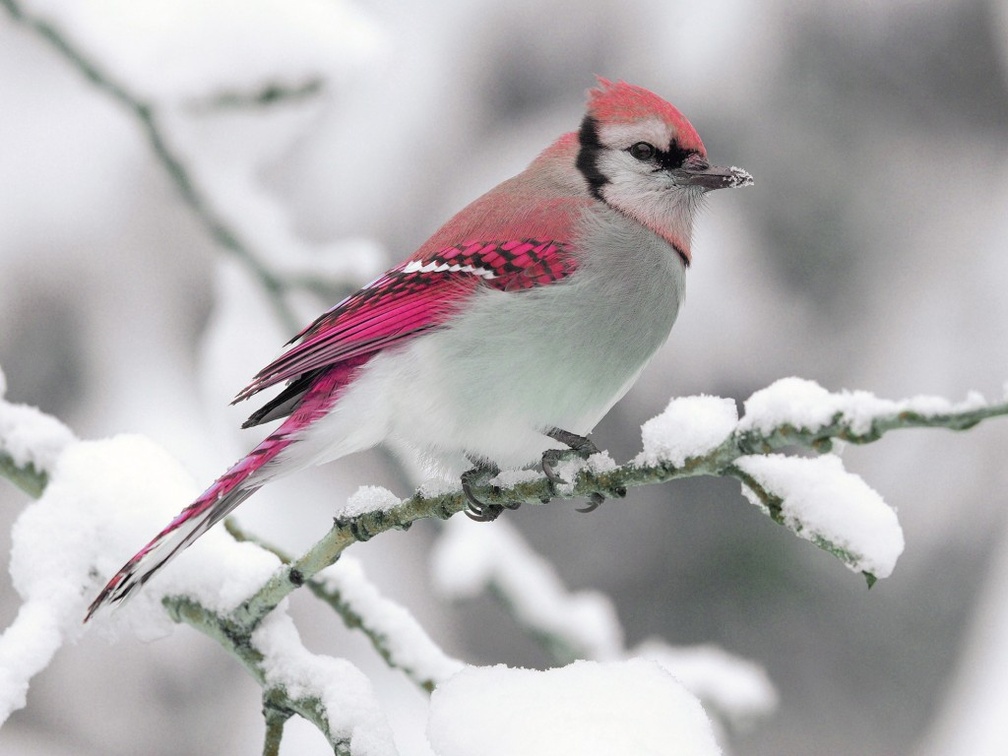 Bird in snow
