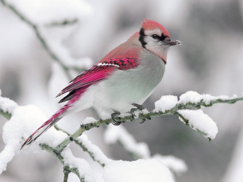 bird_in_snow.jpg