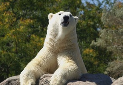 *** Polar bear ***