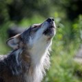 howling for peace
