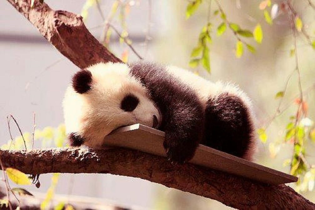 SLEEPING PANDA