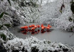 *** Flamingos and winter ***