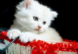cute kitty in a basket