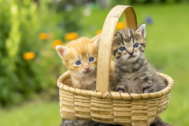 sweet_kittens.jpg