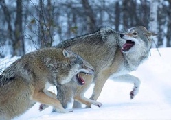 Wolves through the snow