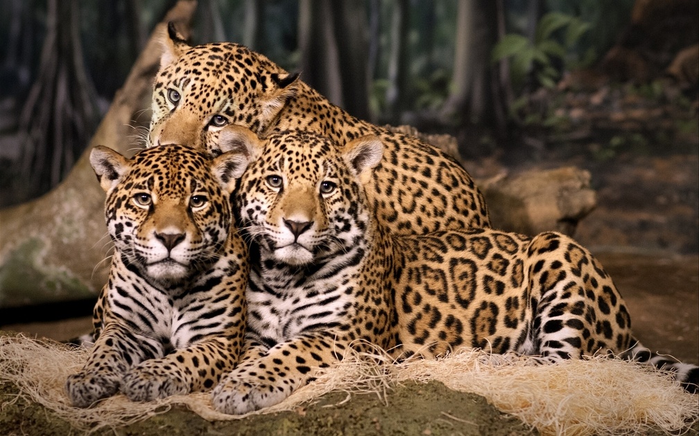 *** Jaguar family ***