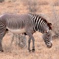 Grevy zebras