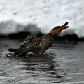 mallerd female duck