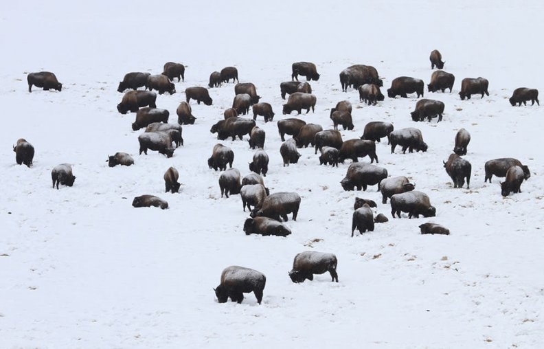 Bison grazing in snow covered Hayden Valley