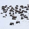 Bison grazing in snow covered Hayden Valley