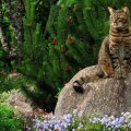 Feline on stone